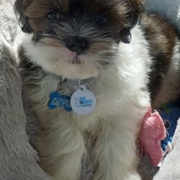 Lhasa Apso Puppies from Lots of Lhasa Love