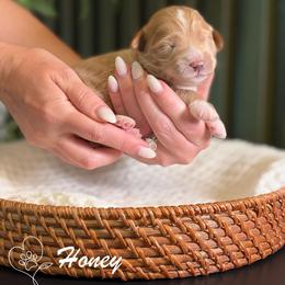 Honey - Apricot female Goldendoodle puppy in Van Alstyne, Texas from Forest Haven Doodle Co.