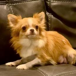 Ivy - Chihuahua