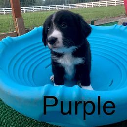 Border Collie and Labrador Retriever Puppies from Heron Oak's Ranch LLC & Vetro's Duck Dogs