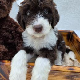 Aussiedoodle Puppies from The Cuddly Dood Ranch