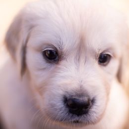 Golden Retriever Puppies from Big Rock Goldens