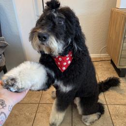 Copper - Bernedoodle