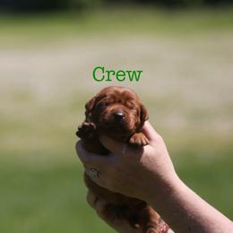 Crew - Yellow male Labrador Retriever puppy in South Lyon, Michigan from Matoskah Meadows Labradors