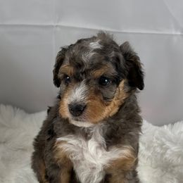 Elroy - Blue merle male Bernedoodle puppy in Henderson, Nevada from P3Puppies