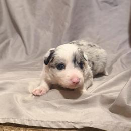 Dandelion (Dandy) - White and blue merle male Border Collie puppy in Lebanon, Oregon from Cahill’s Canines