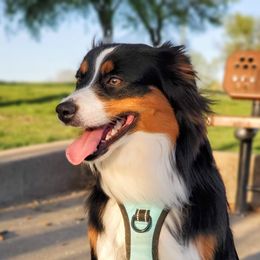 Dax - Miniature Australian Shepherd