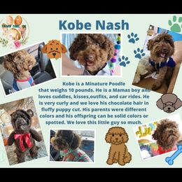 Kobe - Poodle