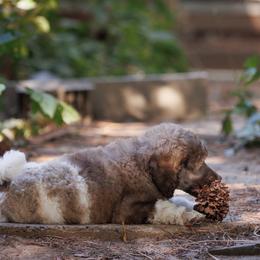 Poodle Puppies from Mystic Moon Poodles