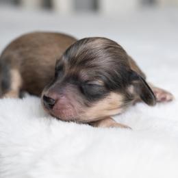 Dachshund puppies from Dachsy