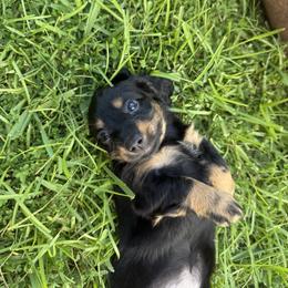 Dachshund Puppies from Cajun Coast Dachshunds