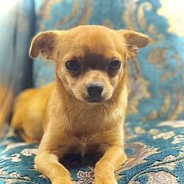 Roxy - Chihuahua
