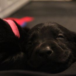 Golden Retriever and Labrador Retriever Puppies from Trenlock Kennels