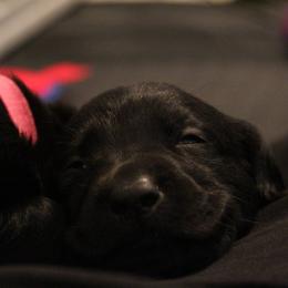 Golden Retriever and Labrador Retriever Puppies from Trenlock Kennels