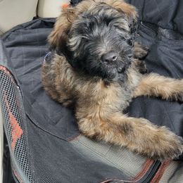 Ronnie - Wheaten male Whoodle puppy in Bolingbrook, Illinois from R&R Whoodles