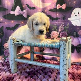 Boy 1 (Olympus) (orange collar) - Light golden male Golden Retriever puppy in Hubbard, Ohio from Whickering Pines Golden Retrievers