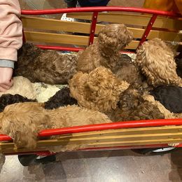 Australian Labradoodle Puppies from Llewellyn's Grove Labradoodles