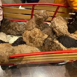 Australian Labradoodle Puppies from Llewellyn's Grove Labradoodles
