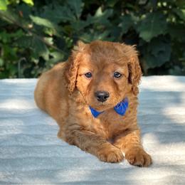 Rome OFA - Apricot male Cavapoo puppy in Falmouth, Michigan from Dyer Lake Newfoundland’s