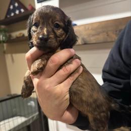 Poppy - Brindle female Dachshund puppy in Farmington, Minnesota from Half Pint Doxies