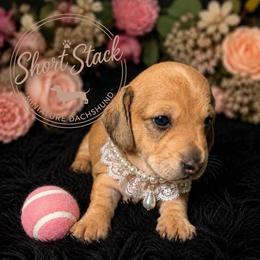 Sage - Cream female Dachshund puppy in San Tan Valley, Arizona from Short Stack Miniature Dachshunds