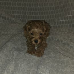 Duke - Red Cavapoo puppy in Dewey, Oklahoma from Lebel Cavapoos