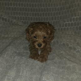 Duke - Red Cavapoo puppy in Dewey, Oklahoma from Lebel Cavapoos