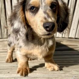 Blue Jean - Blue and cream male Dachshund puppy in El Campo, Texas from Creamer Creek Kennel