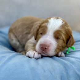Gregory - Caramel red male Australian Labradoodle puppy in Morgan Hill, California from Loving Labradoodles