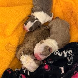 Girl 3 - Half white - Lilac female Boston Terrier puppy in Pahrump, Nevada from Lujan Ranch