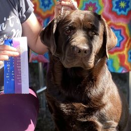 Meadow - Labrador Retriever