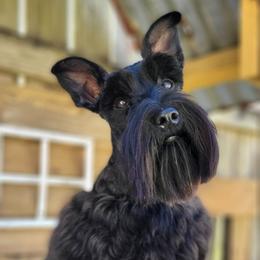 Diesel - Miniature Schnauzer
