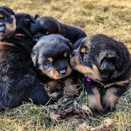 Rottweiler Puppies from Grohn Grown Rottweilers