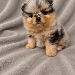 Lightning - Blue merle female Pomeranian puppy in Sandia, Texas from Broken Arrow Poms