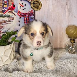 Pine - Black and tan male Pembroke Welsh Corgi puppy in Fortine, Montana from North Star Pembroke Welsh Corgi's