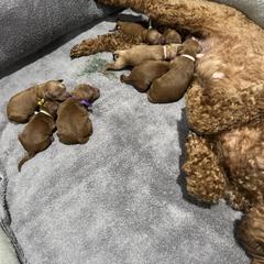 Poodle Puppies from Segovia Pups