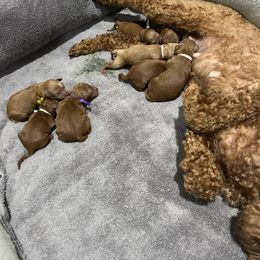 Poodle Puppies from Segovia Pups