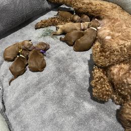 Poodle Puppies from Segovia Pups