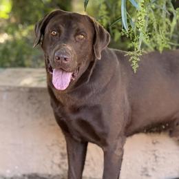 Rocky - Labrador Retriever