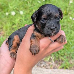Wednesday - Black and tan male Yorkipoo puppy in Coshocton, Ohio from Forever Family Puppies