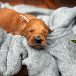 Katara - Apricot female Goldendoodle puppy in Glen Daniel, West Virginia from Dani’s Doodles