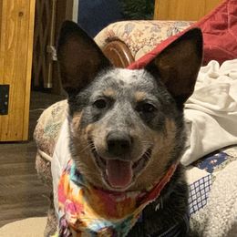 Blueberry - Australian Cattle Dog