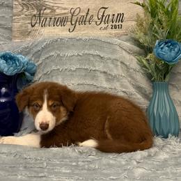 Spur - White and red male Border Collie puppy in Moody, Texas from Narrow Gate Farm