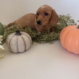 Dachshund Puppies from Breakfast Club Dachshunds