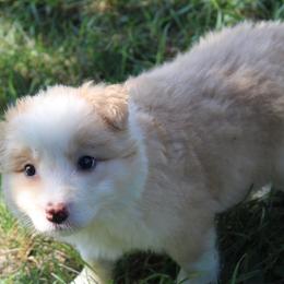 Tripp - Gold male Border Collie puppy in Crawfordsville, Indiana from Rescued Dreams Border Collies