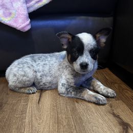 Girl 2 - Blue mottled female Australian Cattle Dog puppy in Ocala, Florida from Mayhem Ranch