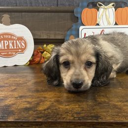 Boy 2 - Wild boar male Dachshund puppy in Stilwell, Oklahoma from Bidding Creek Dachshunds