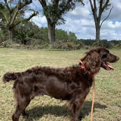 Bailey - Boykin Spaniel