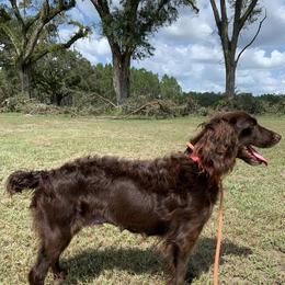 Bailey - Boykin Spaniel