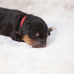 Ariel - Phantom female Bernedoodle puppy in Seffner, Florida from Gold Diamond Pup